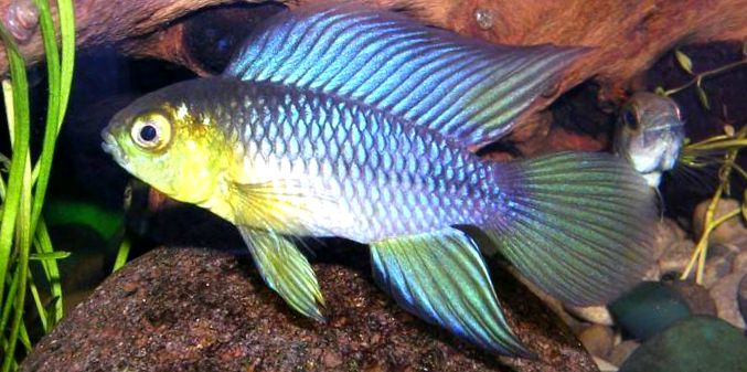 Enciclopedia Apistogramelor Animalelor apistogramă de cacatoasă