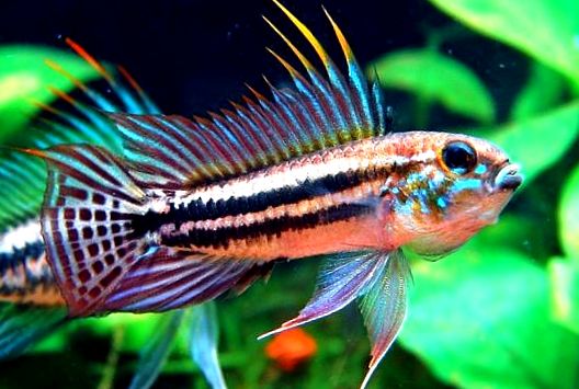 Enciclopedia Apistogramelor Animalelor apistogramă de cacatoasă