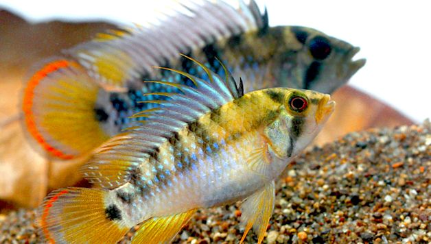Enciclopedia Apistogramelor Animalelor de acest gen