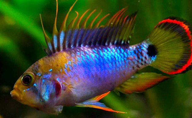 Enciclopedia Apistogramelor Animalelor enciclopedie