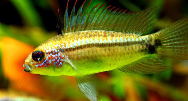 Enciclopedia Apistogramelor Animalelor apistograme