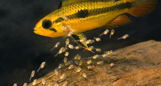 Enciclopedia Apistogramelor Animalelor enciclopedie