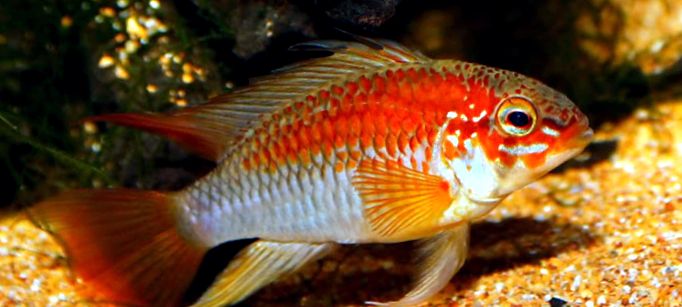 Enciclopedia Apistogramelor Animalelor de acest gen
