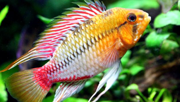 Enciclopedia Apistogramelor Animalelor enciclopedie