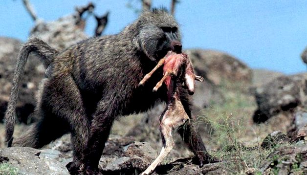 Enciclopedia animalelor Maimuțelor enciclopedie
