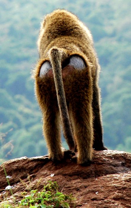 Enciclopedia animalelor Maimuțelor specii de maimuțe