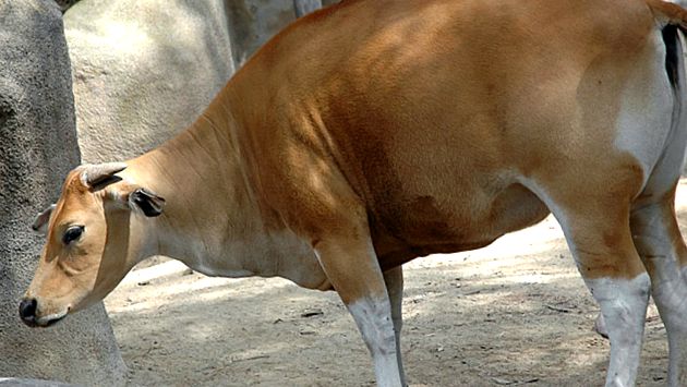 Enciclopedia animalelor Banteng banteng