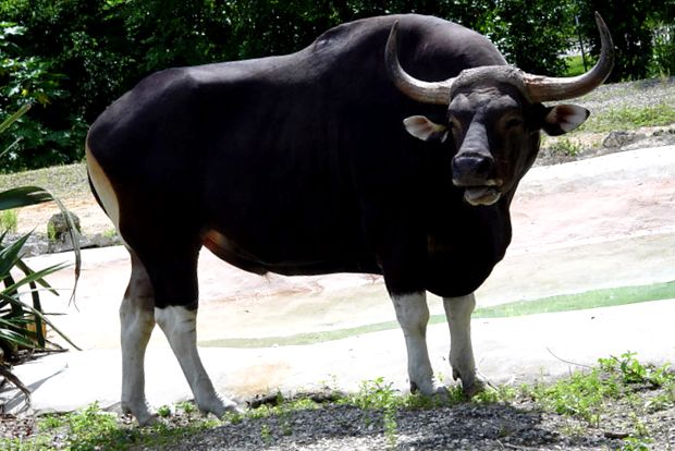 Enciclopedia animalelor Banteng Banteng rar