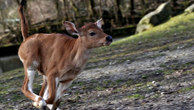 Enciclopedia animalelor Banteng banteng