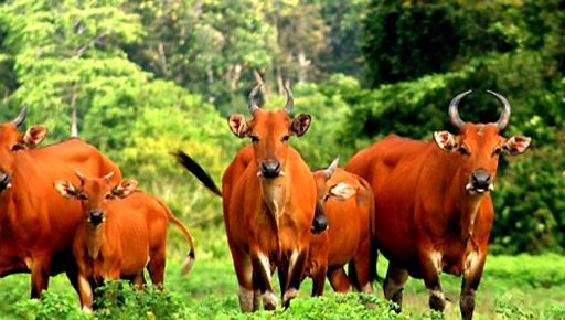 Enciclopedia animalelor Banteng Banteng rar