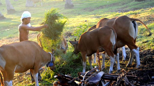 Enciclopedia animalelor Banteng animal