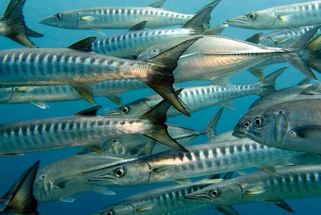 Enciclopedia animalelor Barracuda animal
