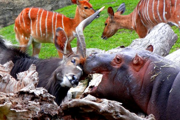 Grădina Zoologică din Berlin este cea mai mare grădină zoologică din lume Berlin