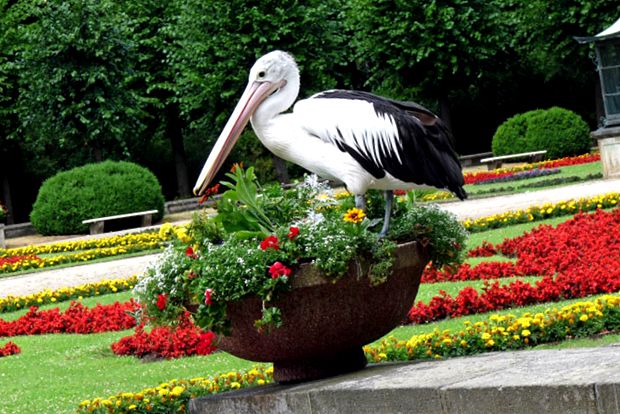 Grădina Zoologică din Berlin este cea mai mare grădină zoologică din lume cel mai