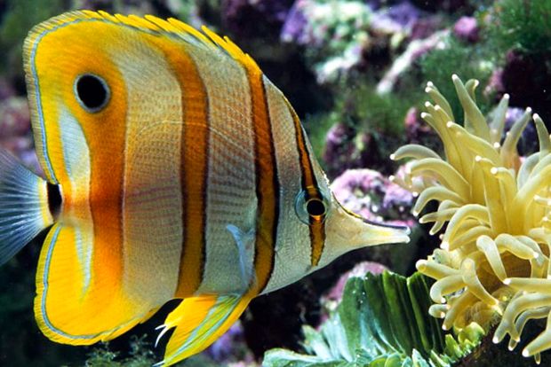 Grădina Zoologică din Berlin este cea mai mare grădină zoologică din lume cel mai