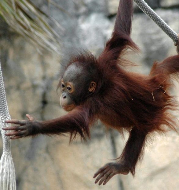 Grădina Zoologică din Berlin este cea mai mare grădină zoologică din lume Berlin