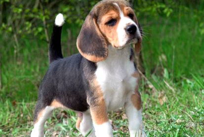 Beagle este un mare câine de sânge și un prieten amuzant copoi