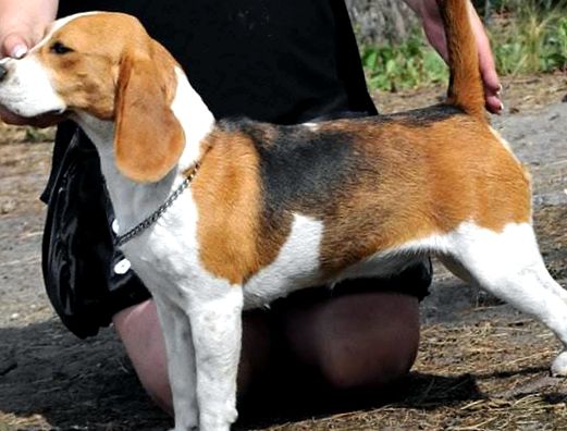 Beagle este un mare câine de sânge și un prieten amuzant copoi
