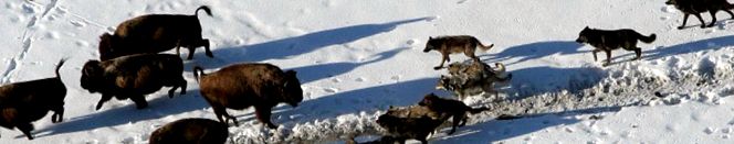 Bizonul este cel mai masiv ungulat de pe Pământ cu copite