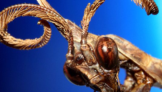 Mantisele de rugăciune sunt prădători uimitori. aceste insecte