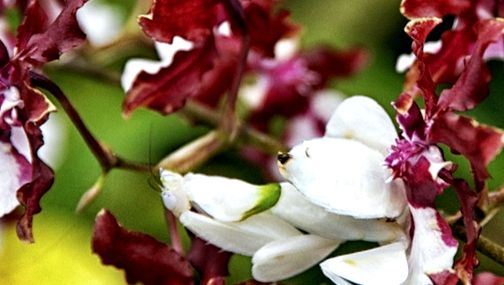 Mantisele rugătoare sunt prădători uimitori. aceste insecte