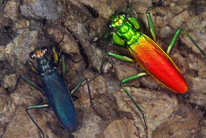 Mantisele de rugăciune sunt prădători uimitori. mantis