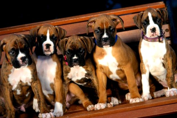 boxer