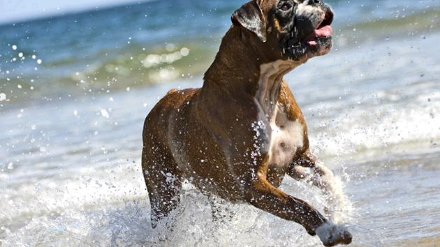 boxer