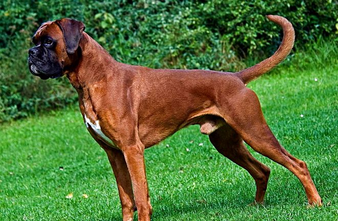 Boxerul este o rasă populară de câini de serviciu boxer