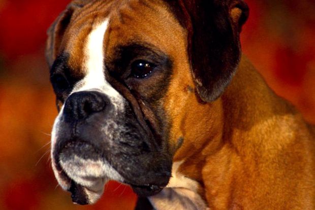 Boxerul este o rasă populară de câini de serviciu boxer