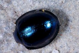 Gărgărițe - fapte uimitoare despre aceste insecte uimitor