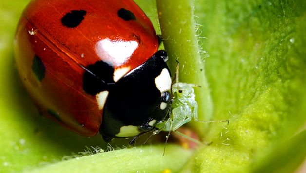 Gărgărițe - fapte uimitoare despre aceste insecte uimitor