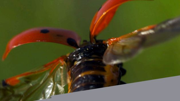 Gărgărițe - fapte uimitoare despre aceste insecte gărgăriță