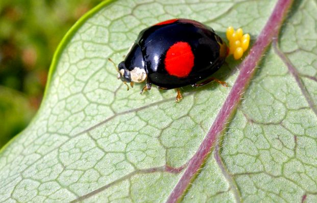 Gărgărițe - fapte uimitoare despre aceste insecte evlavios