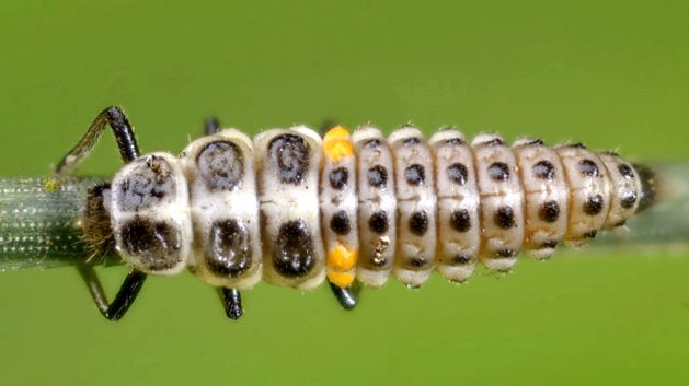 Gărgărițe - fapte uimitoare despre aceste insecte evlavios