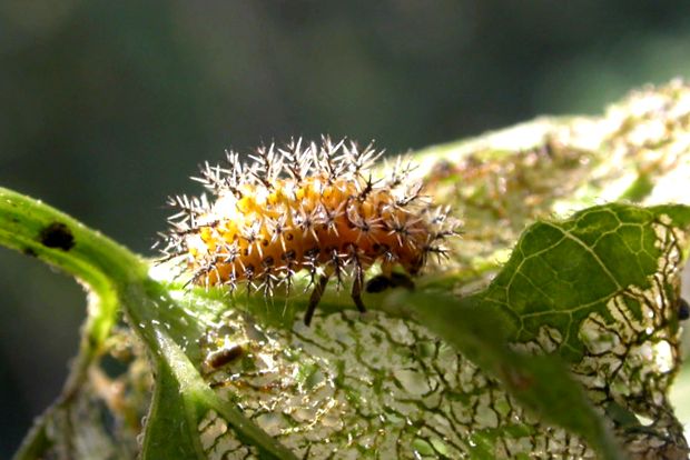 Gărgărițe - fapte uimitoare despre aceste insecte insectă