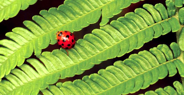 Gărgărițe - fapte uimitoare despre aceste insecte evlavios