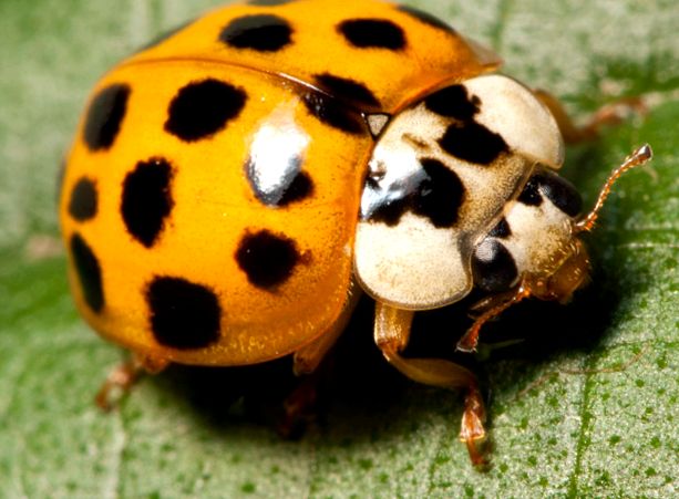 Gărgărițe - fapte uimitoare despre aceste insecte uimitor