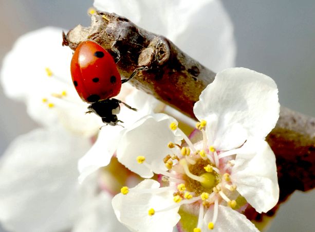 Gărgărițe - fapte uimitoare despre aceste insecte uimitor