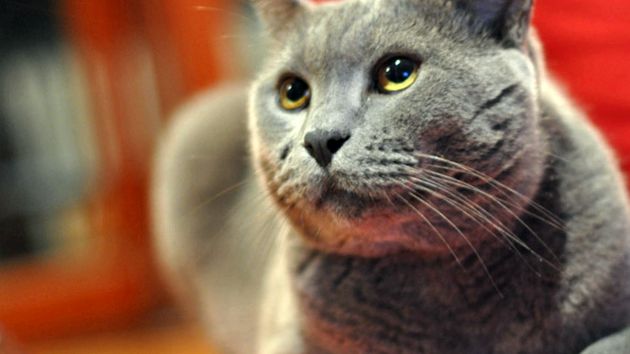 British Shorthair Cat Animal Encyclopedia pisică