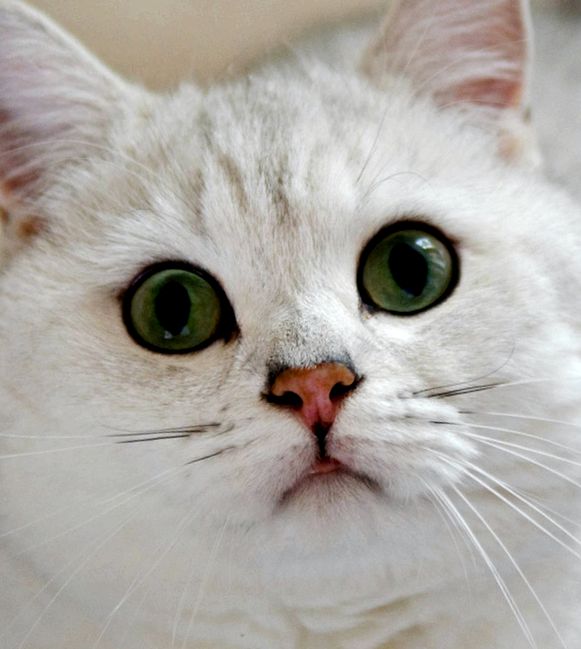 British Shorthair Cat Animal Encyclopedia cu parul scurt