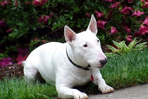 Bull terrier bull terrier