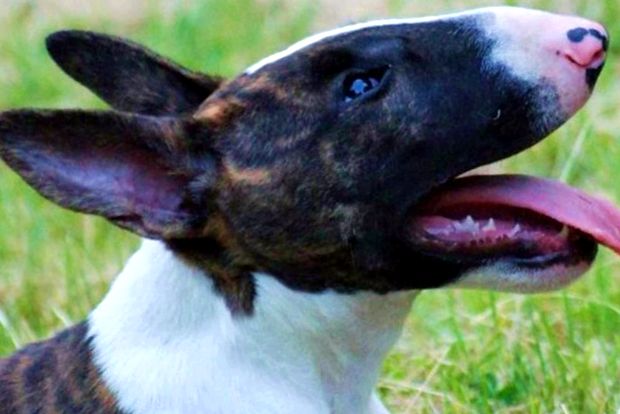 bull terrierii sunt foarte
