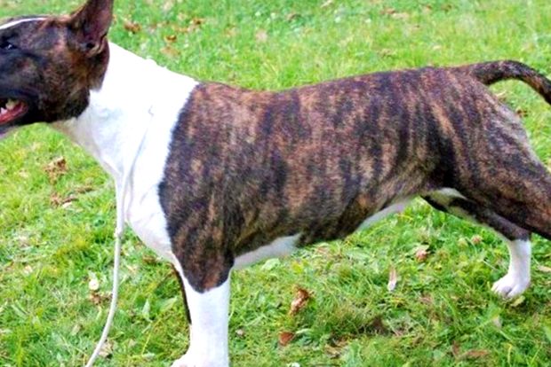 Bull terrier bull terrier