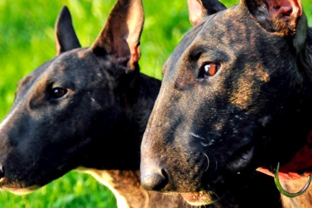 Bull terrier Bull Terrierii erau