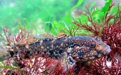 Gobies Animal Encyclopedia enciclopedie