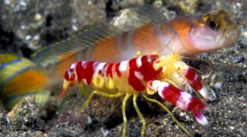 Gobies Animal Encyclopedia zonă temperată