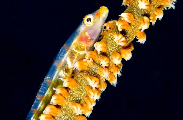Gobies Animal Encyclopedia zonă temperată