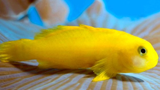 Gobies Animal Encyclopedia gobii invers