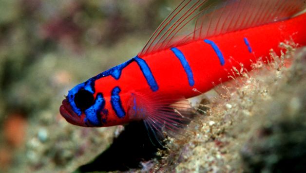 Gobies Animal Encyclopedia animal
